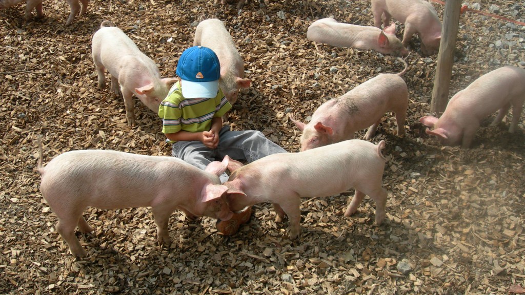 Die heimlichen Stars des Freilichtmuseum Ballenberg