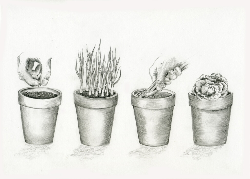 Schaftzwiebeln aus dem Blumentopf: Zehn Samen säen, zehn Zwiebelchen ernten und gleich Salat nachpflanzen.