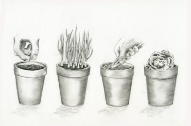 Schaftzwiebeln aus dem Blumentopf: Zehn Samen säen, zehn Zwiebelchen ernten und gleich Salat nachpflanzen.