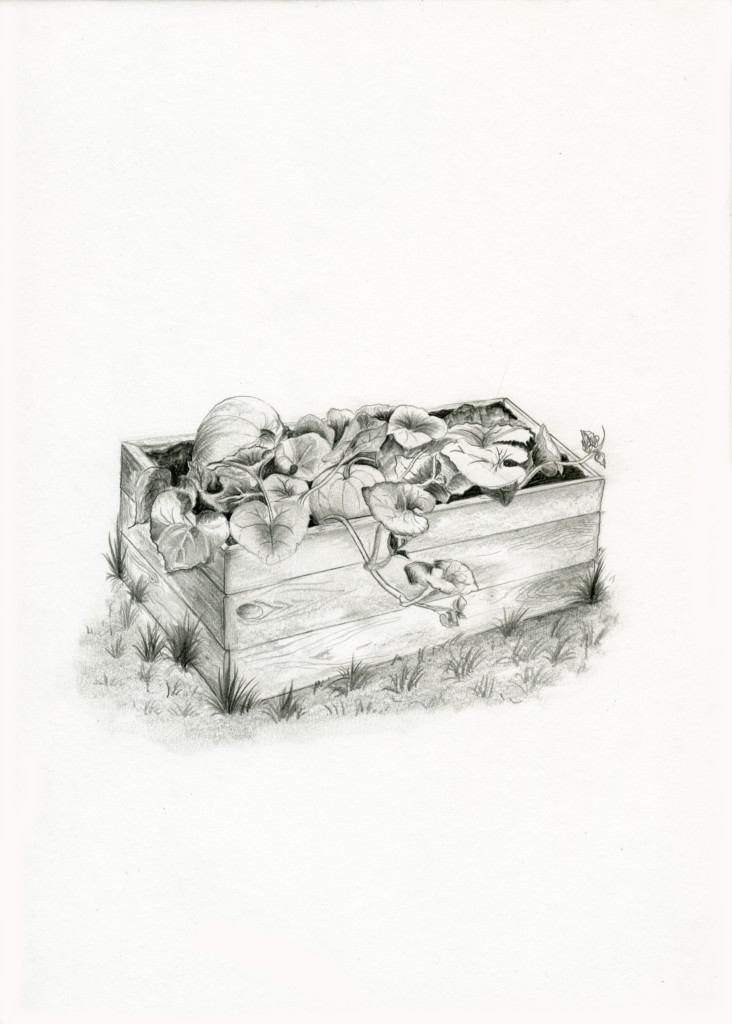 Kürbisse sind ideal für Gärtnerferien: Sie brauchen viel Platz, aber wenig Pflege.