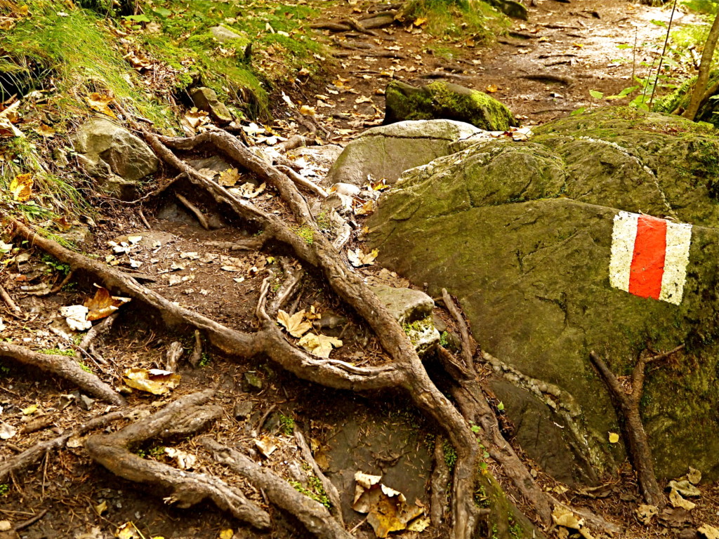 Die Via Spluga hat starke Wurzeln